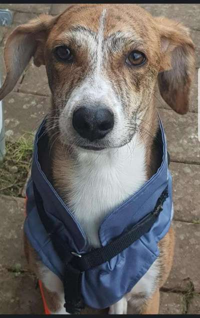 Windhunde - Treffen der besonderen Schönheiten
HERZLICH WILLKOMMEN-Beitrag-Bild