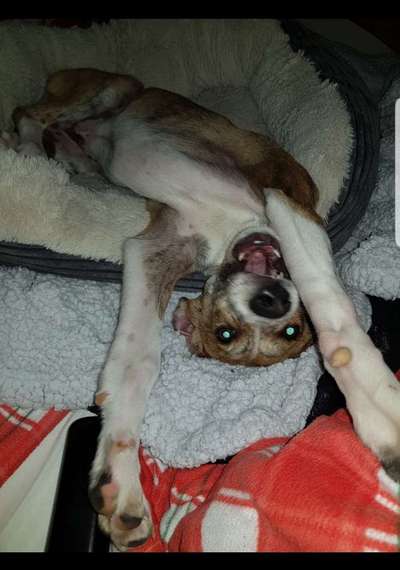 Fotosammlung: ,,Der natürliche Hund" Unbearbeitet, ungestellt und in Natura-Beitrag-Bild