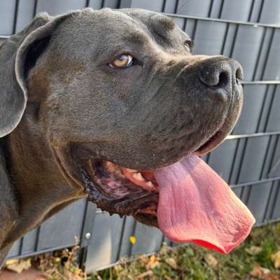 Hundetreffen-Hunde Begegnungen üben-Bild