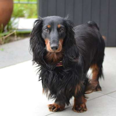 Hundetreffen-Social Walk / Spiel- & Gassi-Buddy-Bild