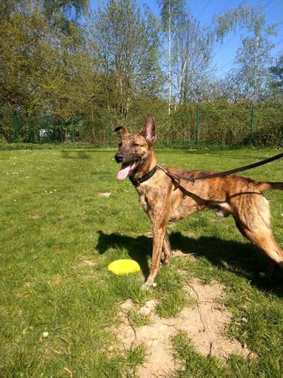 Podencomischling oder Podenco-Beitrag-Bild