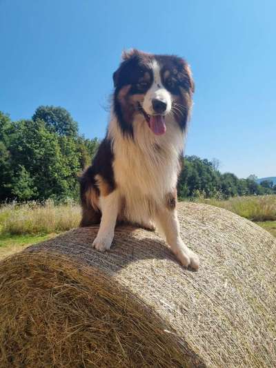 Hundetreffen-Kennenlernen/Spielen/Gassi-Bild