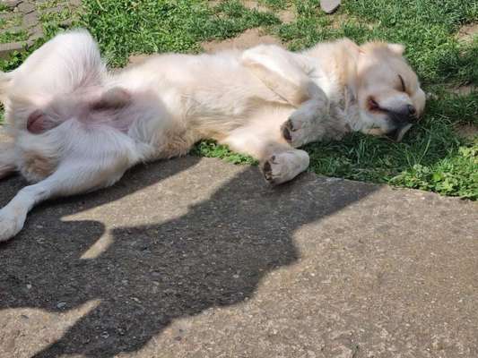 Auslandstierschutz-Beitrag-Bild