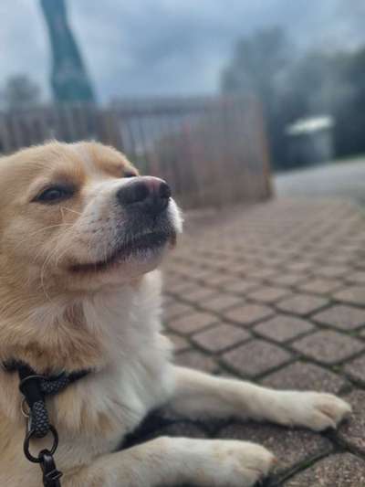 Foto-Challenge: Der schmollende Hund-Beitrag-Bild