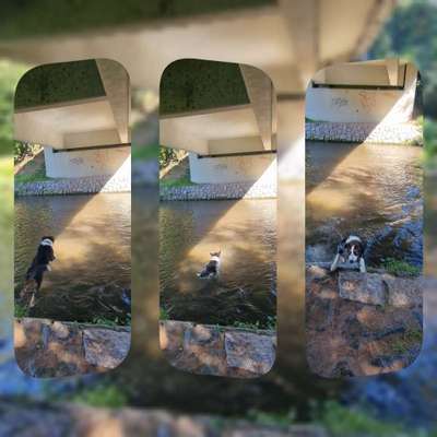 51.Collagen Challenge: Wasserhunde-Beitrag-Bild