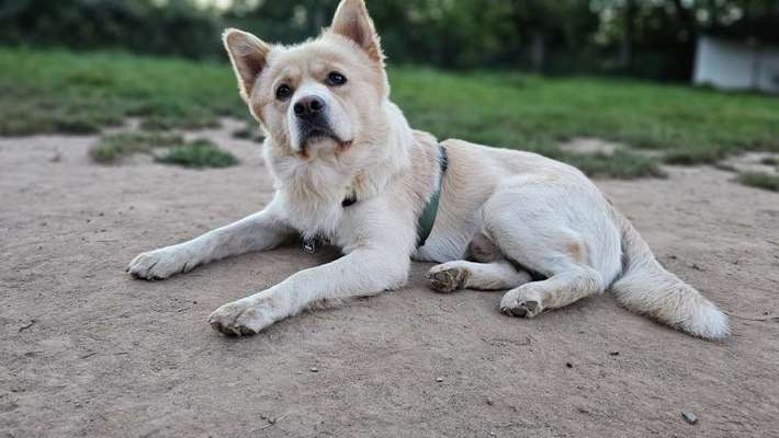 TierschutzhundeStammtisch🐕-Beitrag-Bild