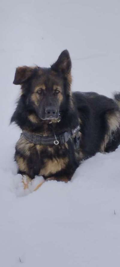 Schnee Foto-Beitrag-Bild