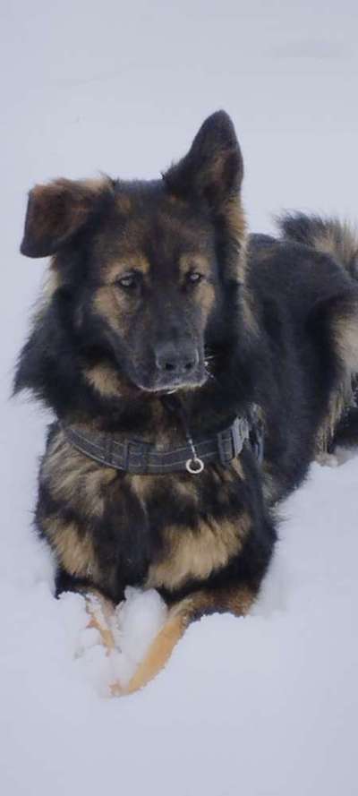 Schnee Foto-Beitrag-Bild