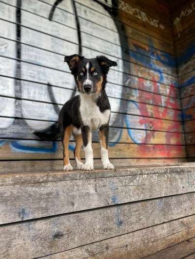 Rassenspezifische Farbbezeichnungen.... was ist euer Hund ? -)-Beitrag-Bild