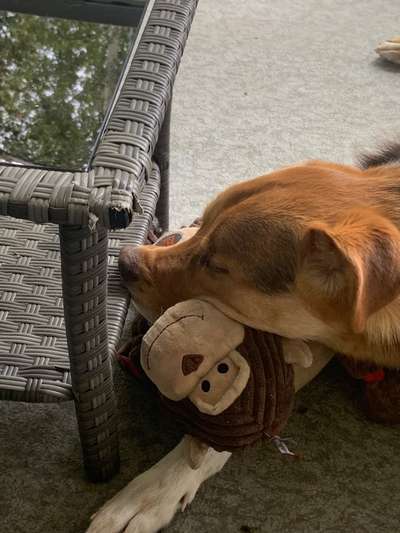 Schnüffelspiele-Beitrag-Bild