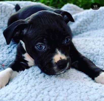 Welpen Bilder !-Beitrag-Bild
