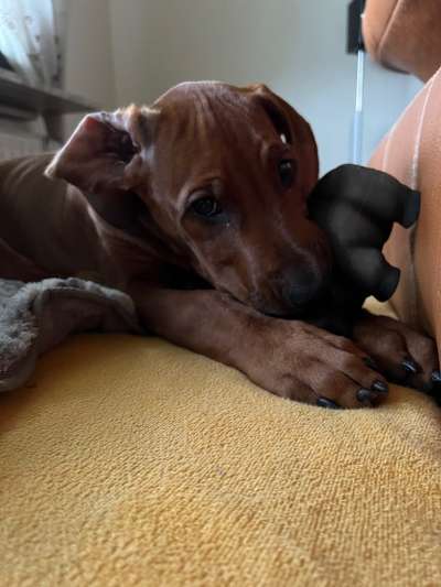 Rhodesian Ridgeback-Beitrag-Bild