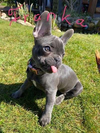 Welpen Bilder !-Beitrag-Bild