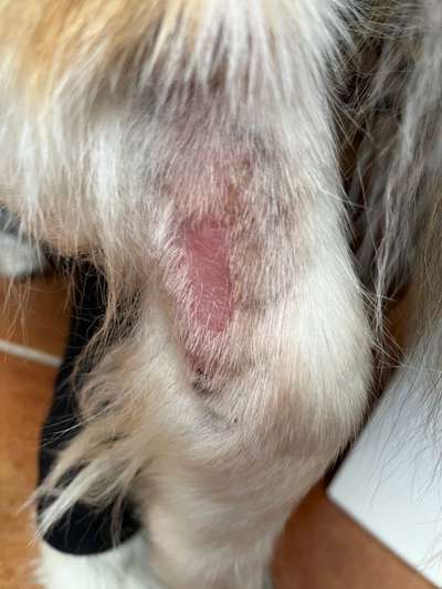Aufkratze und geleckte Stellen - Akuthilfe, Ursachen usw.-Beitrag-Bild