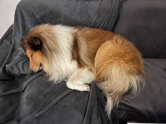 Collies gesucht-Beitrag-Bild