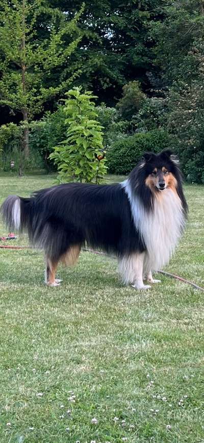 Collies gesucht-Beitrag-Bild
