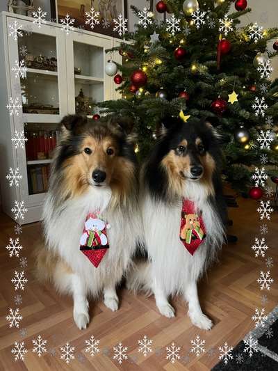 Collies gesucht-Beitrag-Bild