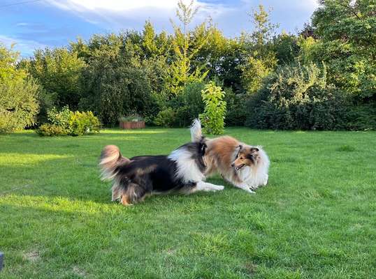 Collies gesucht-Beitrag-Bild