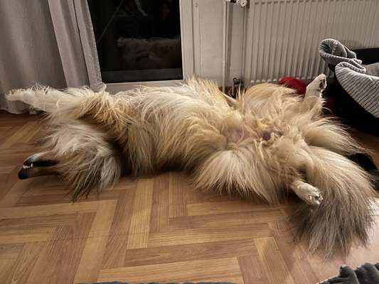 Collies gesucht-Beitrag-Bild