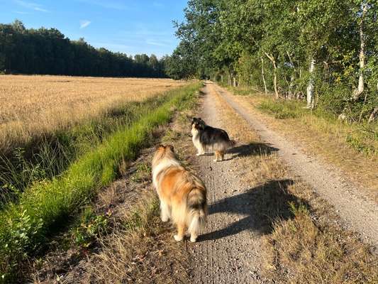 Collies gesucht-Beitrag-Bild
