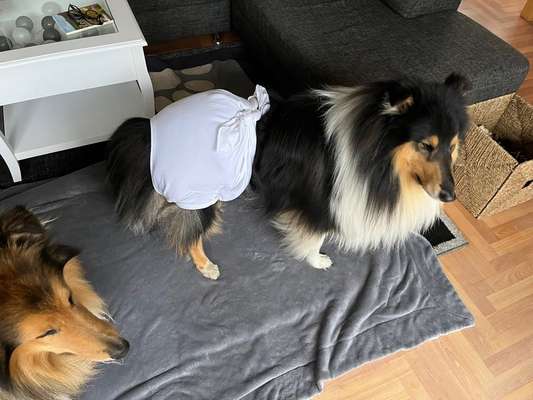 Collies gesucht-Beitrag-Bild