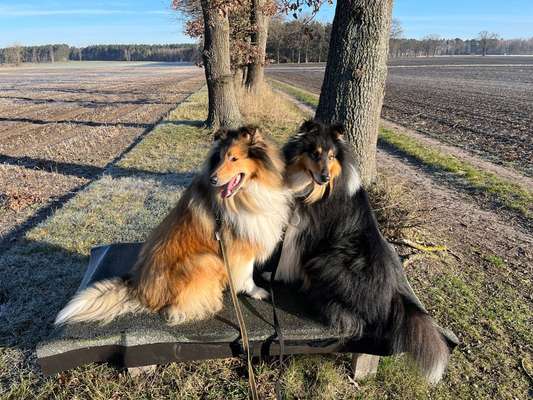 Collies gesucht-Beitrag-Bild
