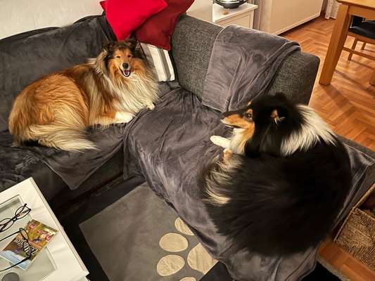 Collies gesucht-Beitrag-Bild
