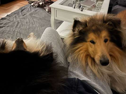 Collies gesucht-Beitrag-Bild
