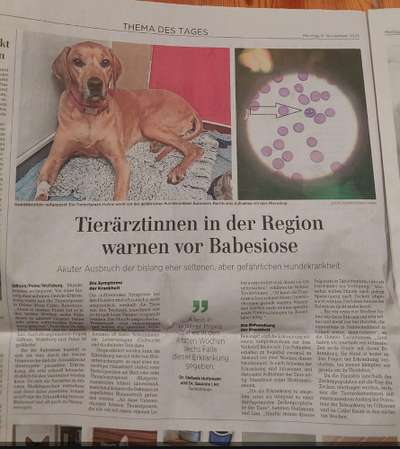 Collies gesucht-Beitrag-Bild