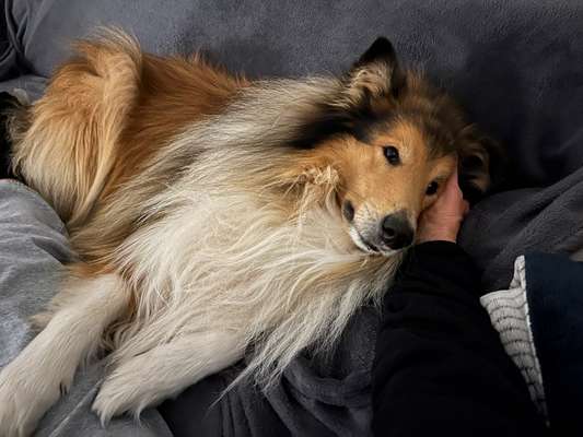 Collies gesucht-Beitrag-Bild