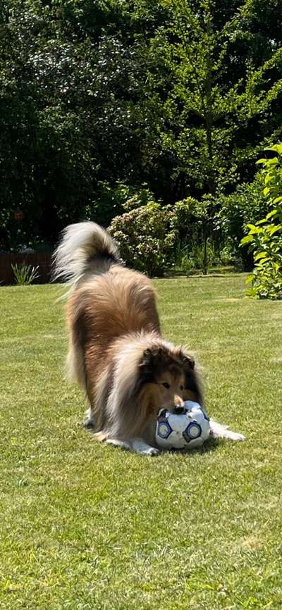 Collies gesucht-Beitrag-Bild