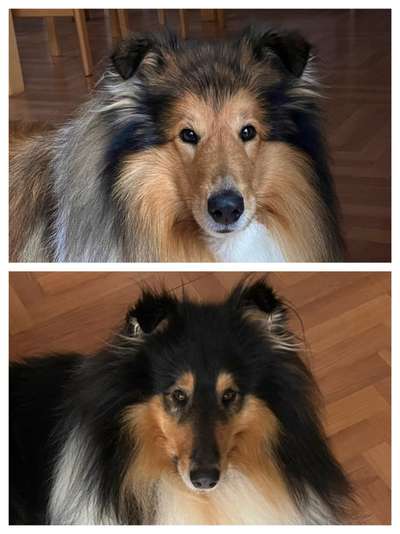 Collies gesucht-Beitrag-Bild