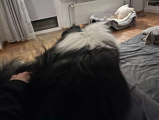 Collies gesucht-Beitrag-Bild