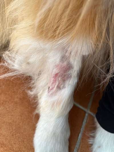 Aufkratze und geleckte Stellen - Akuthilfe, Ursachen usw.-Beitrag-Bild