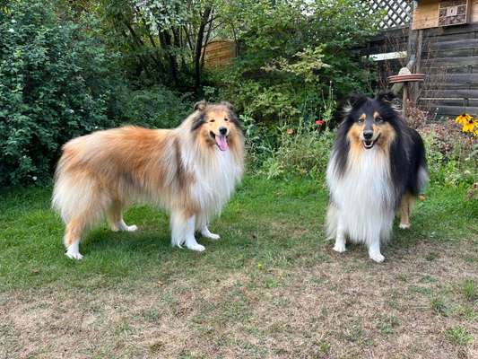Collies gesucht-Beitrag-Bild