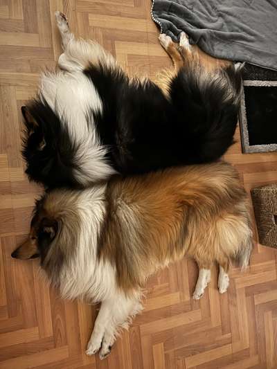 Collies gesucht-Beitrag-Bild