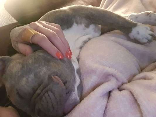 Französische Bulldoggen-Beitrag-Bild