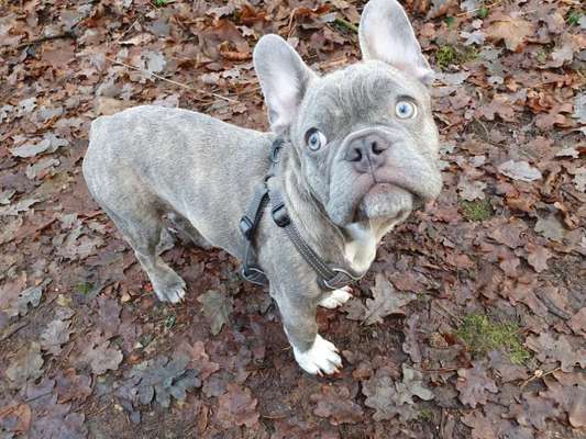 Französische Bulldoggen-Beitrag-Bild