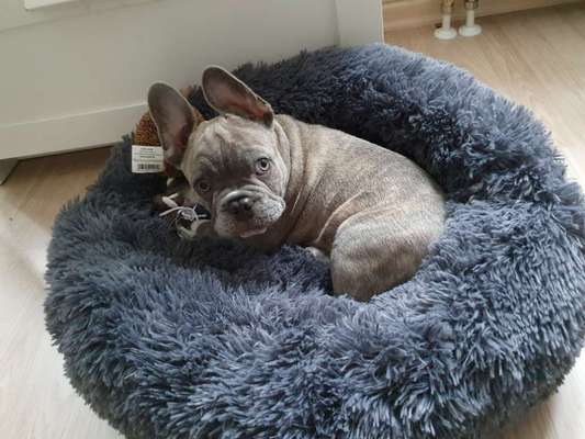 Französische Bulldoggen-Beitrag-Bild