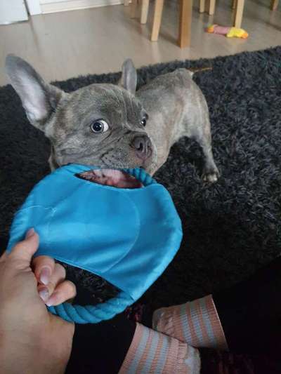 Französische Bulldoggen-Beitrag-Bild