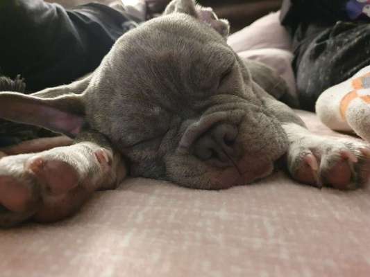 Französische Bulldoggen-Beitrag-Bild