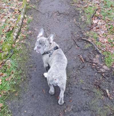 Französische Bulldoggen-Beitrag-Bild
