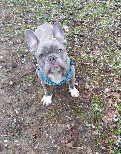 Französische Bulldoggen-Beitrag-Bild