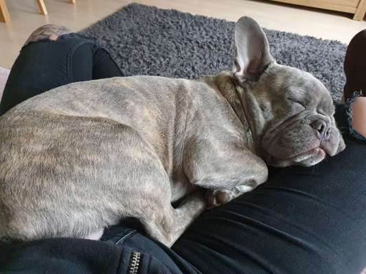 Französische Bulldoggen-Beitrag-Bild