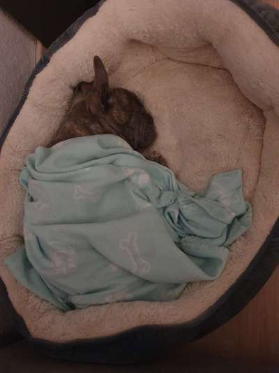 Französische Bulldoggen-Beitrag-Bild