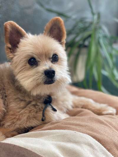 Unsere Fellnasen-Vielfalt im Überblick!-Beitrag-Bild