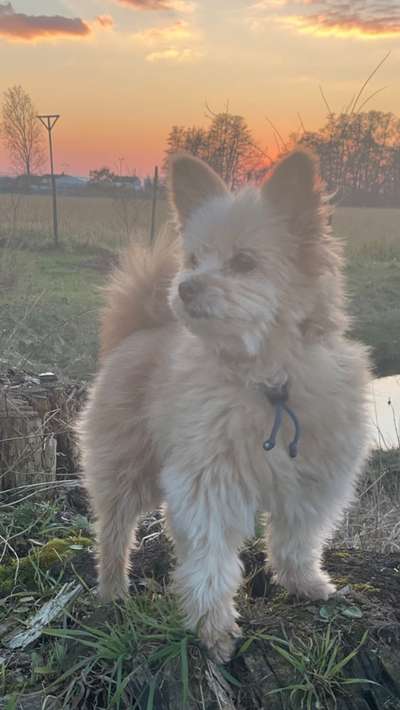 Dogorama Photo Challenge - Der Frühling kommt-Beitrag-Bild