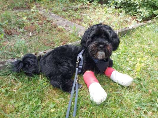 Havaneser dabei?:)-Beitrag-Bild