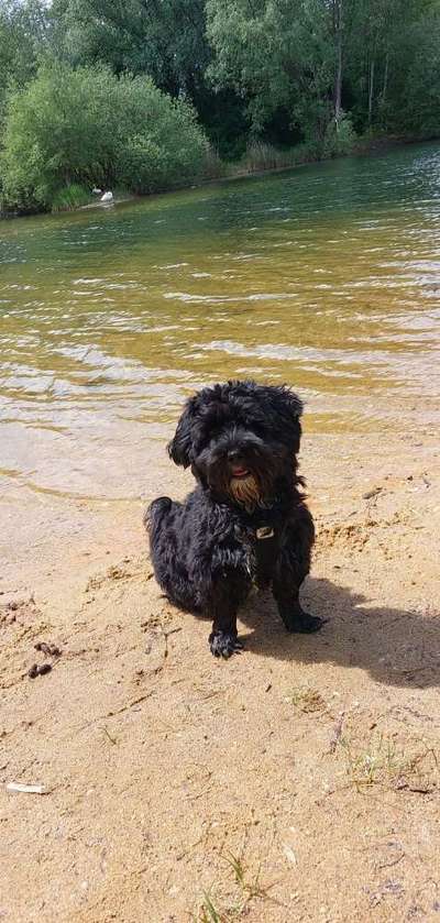 Havaneser dabei?:)-Beitrag-Bild