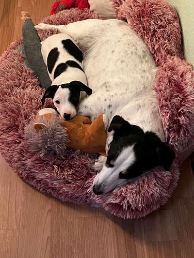 Jack Russell Terrier-Beitrag-Bild